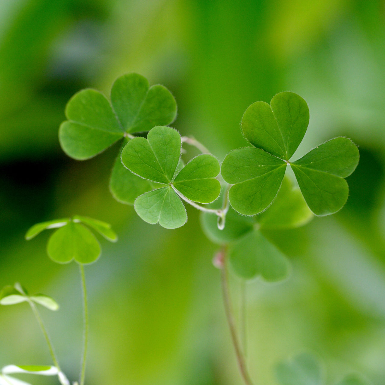 Fresh green three leaf clovers Fresh green three leaf clovers over green background